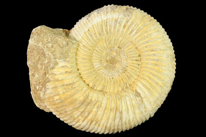 Jurassic Ammonite (Perisphinctes) Fossil - Madagascar #140416